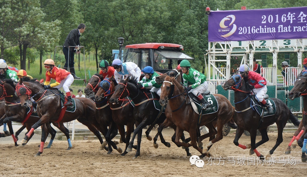 2019正版马会资料大全——探索马术世界的完整指南，马术世界探索大全，2019正版马会资料合集