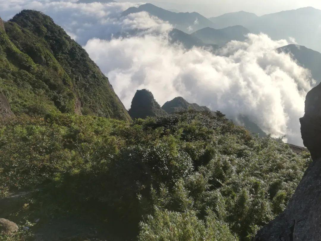 香港新视角，免费资料稻草弹与茅的启示，香港新视角，稻草弹与茅的启示，免费资料的启示