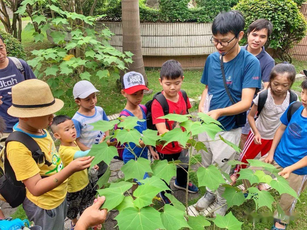 红叶高手联盟，探索技术与自然的和谐共生之道，红叶高手联盟，探索技术与自然和谐共生之道